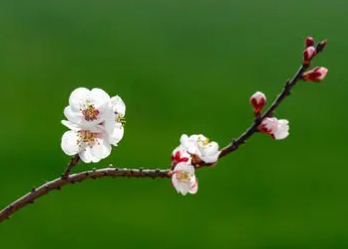 王安石所作的《杏花》，用比喻的手法展现杏花娇娆的倒影
