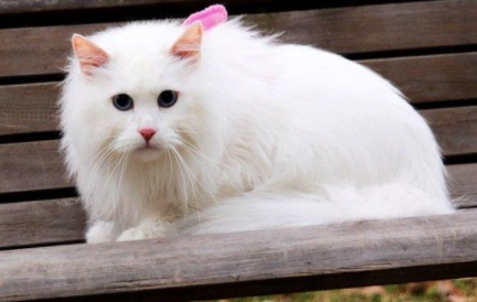山东狮子猫有哪些形态特征？一般都分布在哪里呢？