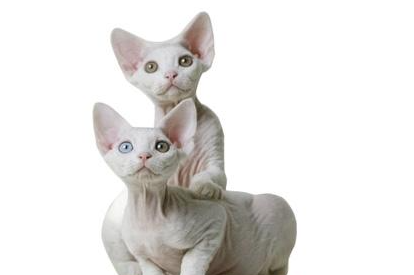 德文卷毛猫属于什么品种？都有哪些喂食的要点呢？