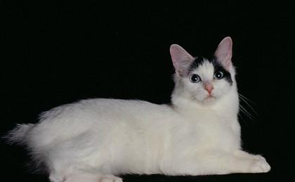 日本短尾猫属于什么品种？都有哪些喂食的要点呢？