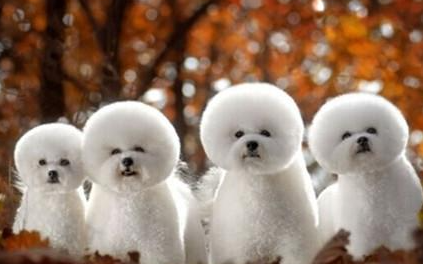 比熊犬有哪些生活习性呢？性格特点是怎样的？