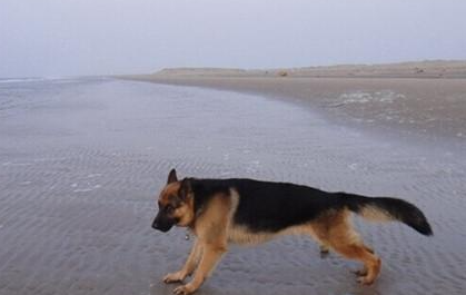 德国牧羊犬有哪些生活习性呢？性格特点是怎样的？