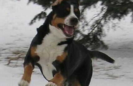 大瑞士山地犬有哪些形态特征？需要如何养护呢？