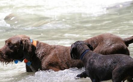 德国刚毛指示犬有哪些生活习性呢？性格特点是怎样的？