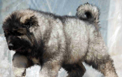高加索犬有哪些生活习性呢？性格特点是怎样的？