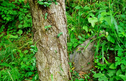 水榆花楸长什么样子？有哪些形态特征呢？