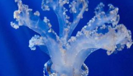 在自然界的生物中，倒立水母有怎样的习性与栖息环境？
