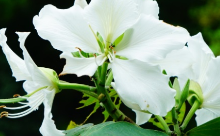 白花羊蹄甲长什么样子？有哪些形态特征呢？