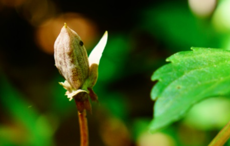 南山堇菜长什么样子？都有哪些形态特征呢？