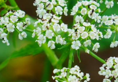 天山泽芹长什么样子？都有哪些形态特征呢？