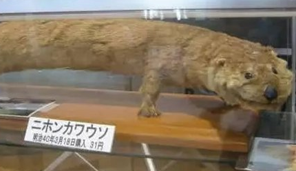 经过科学家们的探索，地球上已经消失了哪10大物种？