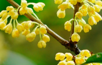 桂花的生长习性是什么？有哪些药用价值？
