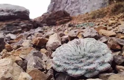 水母雪兔子究竟有多珍贵？它主要分布在中国哪些地区？