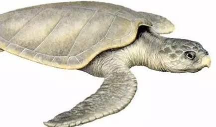 肯氏龟又被称为大西洋丽龟，它分布世界上在哪个地区？