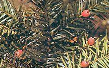 在自然界中，喜马拉雅密叶红豆杉有怎样的生活习性？