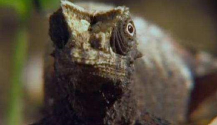 在自然界的生物中，刹泰路侏儒变色龙如何做到完美伪装？