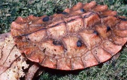 在自然界的生物中，饲养玛塔龟的要求究竟有多高？