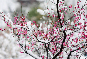 盘点：古代诗人赞扬梅花精神的那些古诗词
