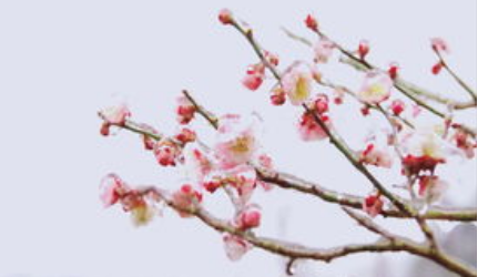 卢钺《雪梅》：雪因梅有出春的信息，梅因雪有高尚的品格