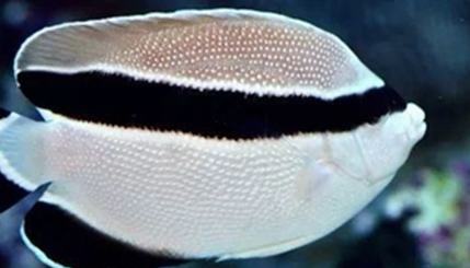 在自然界的生物中，弓纹刺盖鱼有哪些生活习性与繁殖方式？