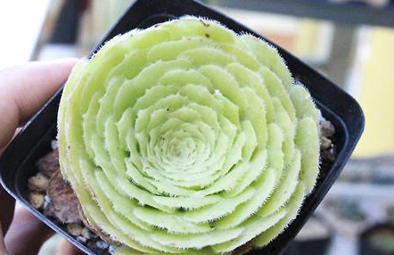 多肉明镜属于什么品种的植物？又该如何栽培呢？