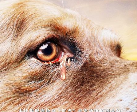 《忠犬流浪记》叮当的结局是什么 叮当最后找到主人没有
