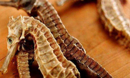 在自然界的生物中，大腹海马有哪些外形特征与繁殖方式？
