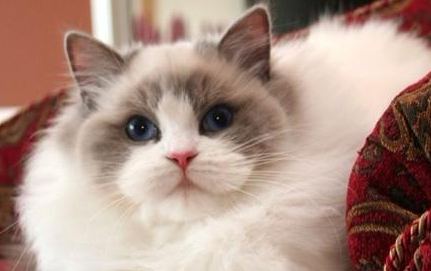 布偶猫有哪些生活习性呢？需要怎样的饲养环境？