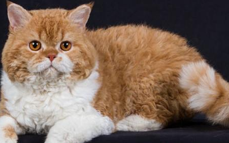 塞尔凯克卷毛猫有哪些生活习性呢？需要怎样的饲养环境？