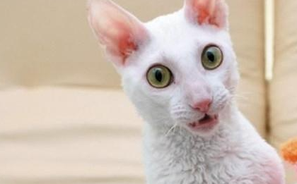 柯尼斯卷毛猫有哪些形态特征？一般都分布在哪里呢？