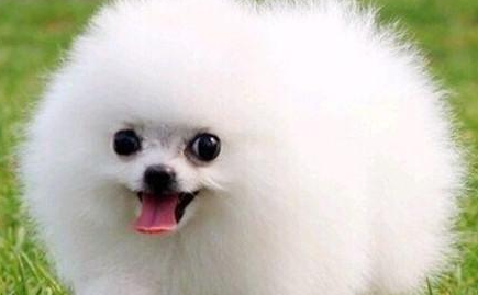博美犬有哪些形态特征？需要如何养护呢？