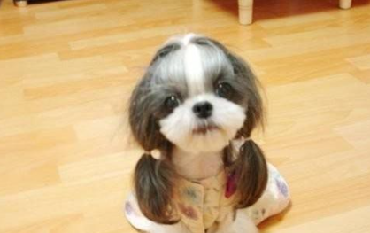 西施犬有哪些形态特征？需要如何养护呢？