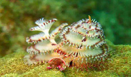 在自然界的生物中，为什么说圣诞树虫非常的胆小？