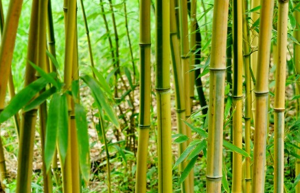金镶玉竹 长什么样子？有哪些形态特征呢？