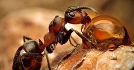 在自然界的生物中，洛氏路舍蚁有怎样的生活习性与特征？