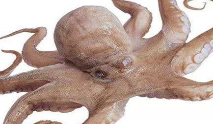 在自然界的生物中，章鱼有怎样的习性与入药价值？