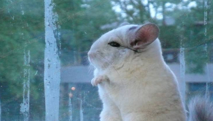 在自然界的生物中，为何说龙猫的祖先是南美洲栗鼠？