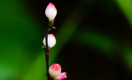 稀花蓼长什么样子？都有哪些形态特征呢？