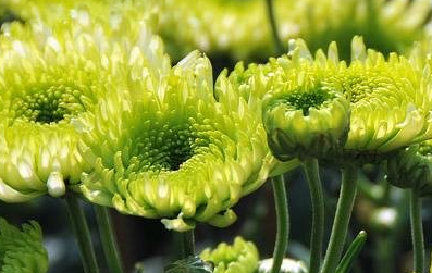 《拨不断·菊花开》的写作背景是什么？该怎样去理解呢？