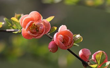 《喜春来·金鱼玉带罗襕扣》这首散曲该如何赏析呢？