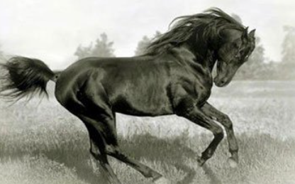 《战城南·躞蹀青骊马》的原文是什么？这首古曲该如何赏析呢？