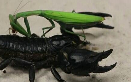在自然界的生物中，帝王蝎有着怎样的生活习性与特征？