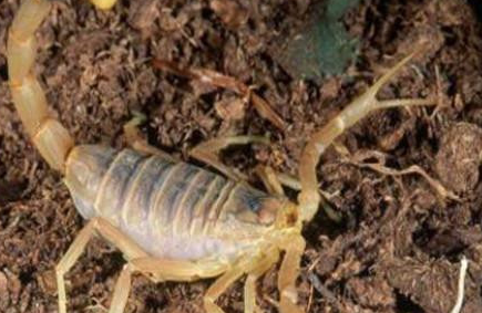 黄肥尾蝎：性情十分凶残，会将没有敌意的生物杀死