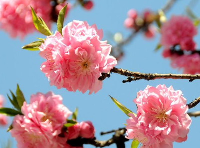 李商隐笔下的碧桃是怎样的？有哪些相关诗作？