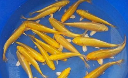 黄金锦鲤有哪些生活习性呢？需要怎样的饲养环境？