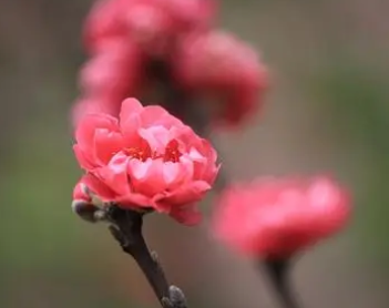 韩愈所作的《题百叶桃花》，以景抒发诗人愉悦的性情