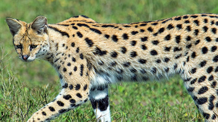 在自然界的生物中，薮猫为什么被人们称为“小号猎豹”？