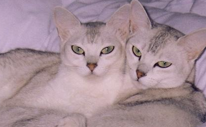 波米拉猫有哪些生活习性呢？需要怎样的饲养环境？