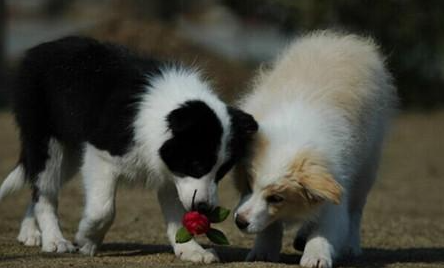 边境牧羊犬有哪些形态特征？需要如何养护呢？
