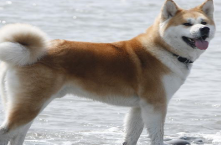 秋田犬有哪些形态特征？需要如何养护呢？